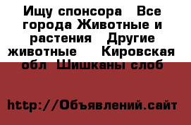 Ищу спонсора - Все города Животные и растения » Другие животные   . Кировская обл.,Шишканы слоб.